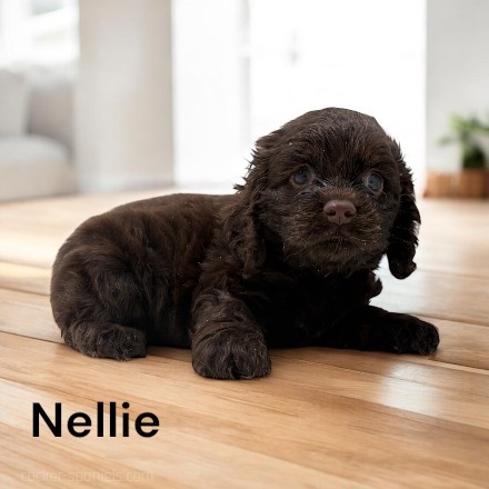 puppy, for, sale, Cocker Spaniel, Joe & Cherri  Overlease, dog, breeder, Miller, MO, dog-breeder, puppy-for-sale, forsale, nearby, find, puppyfind, locator, puppylocator, aca